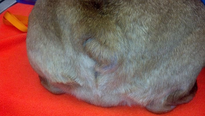 english bulldog infected tail pocket