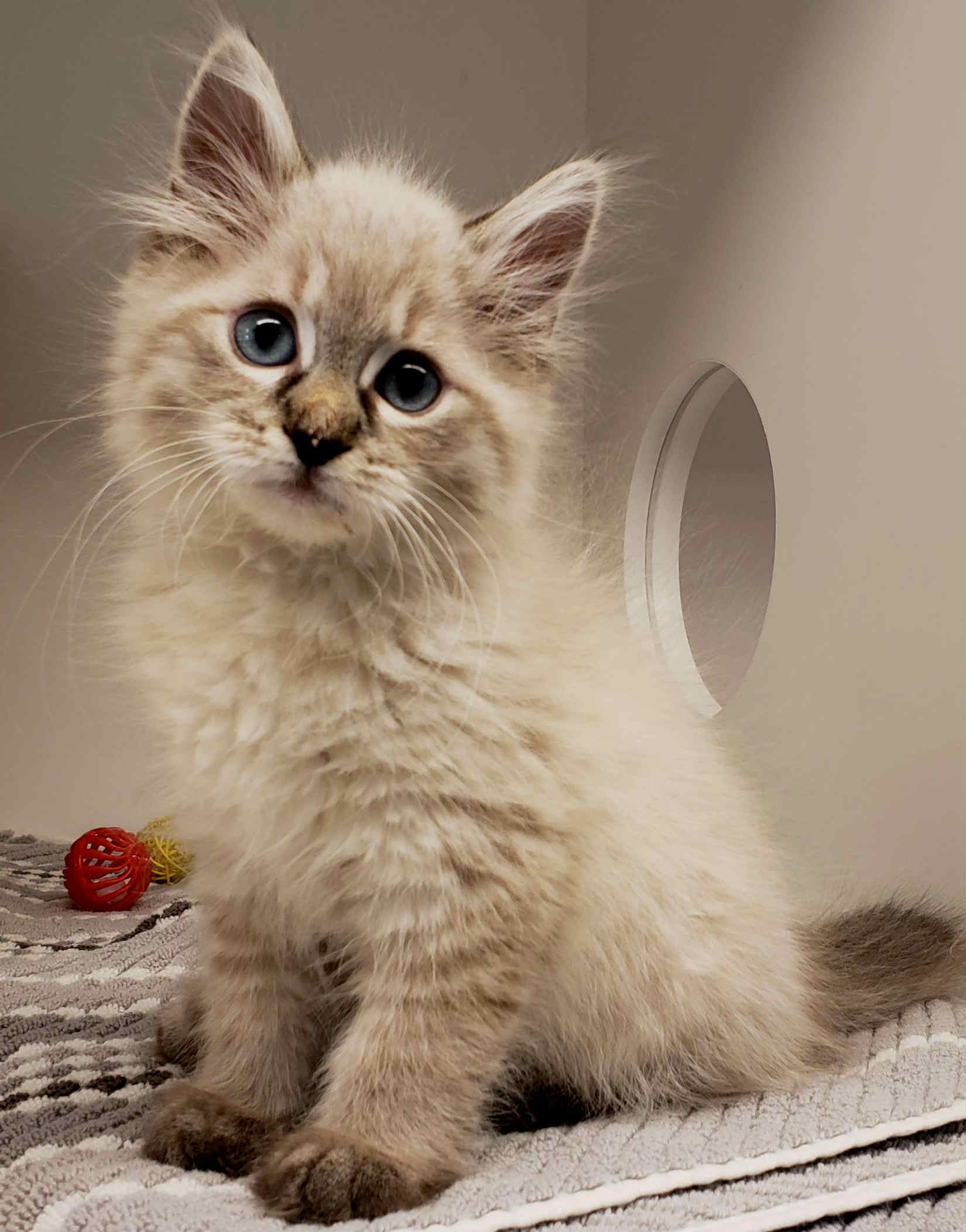 ragdoll kittens vancouver bc