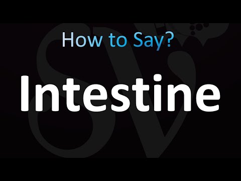 intestine british pronunciation