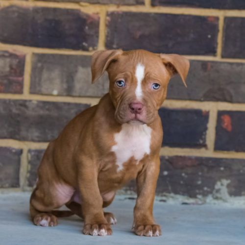 red nose pitbull price