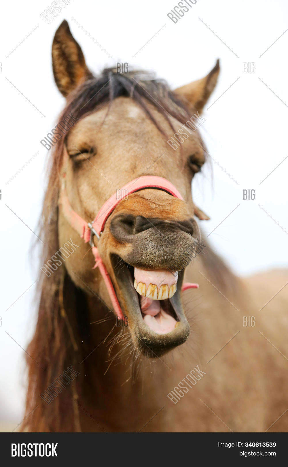 funny horse face