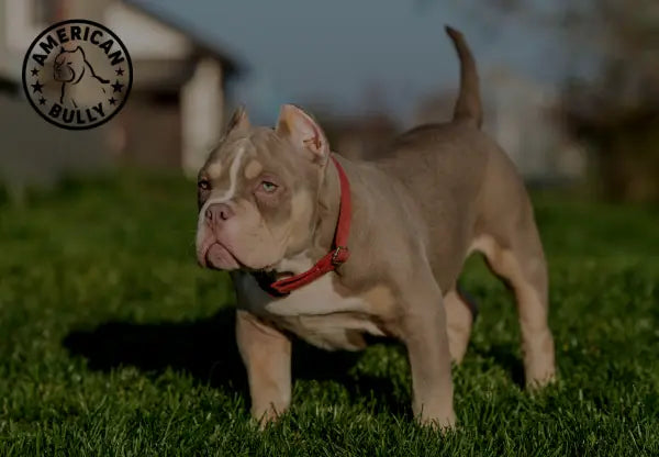 american bully dog pocket