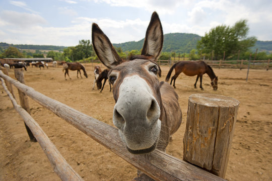 funny donkey