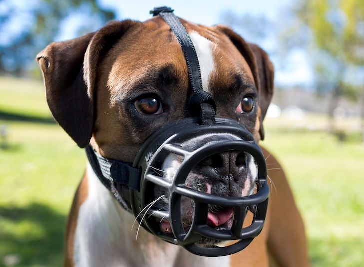 will a muzzle stop a dog from barking