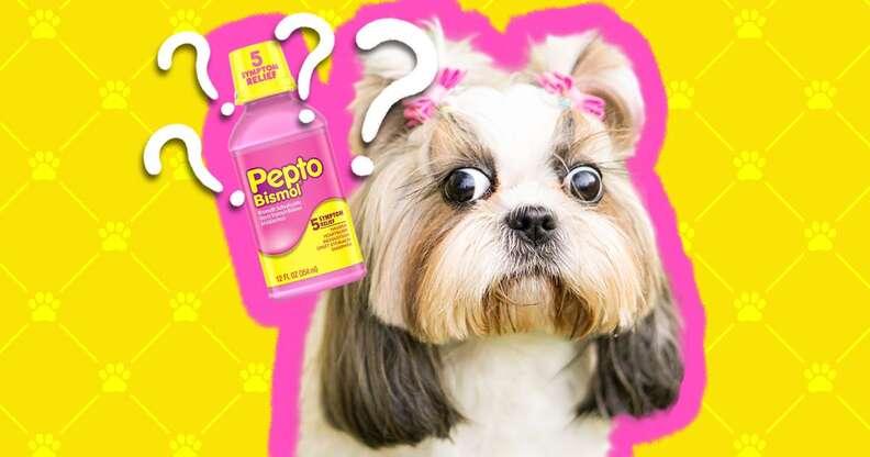 pepto bismol for puppies