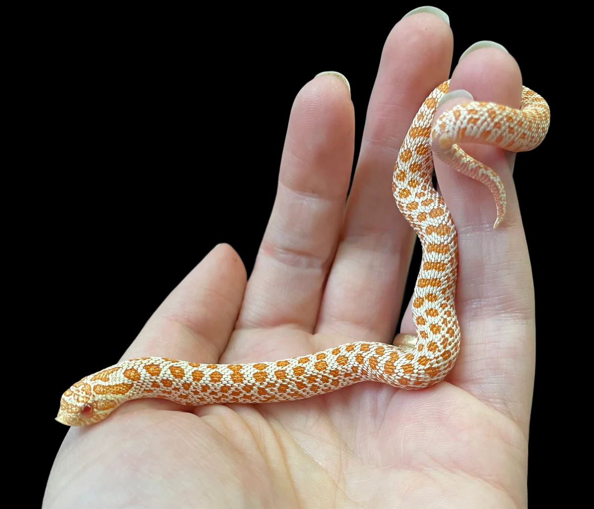 albino hognose snake