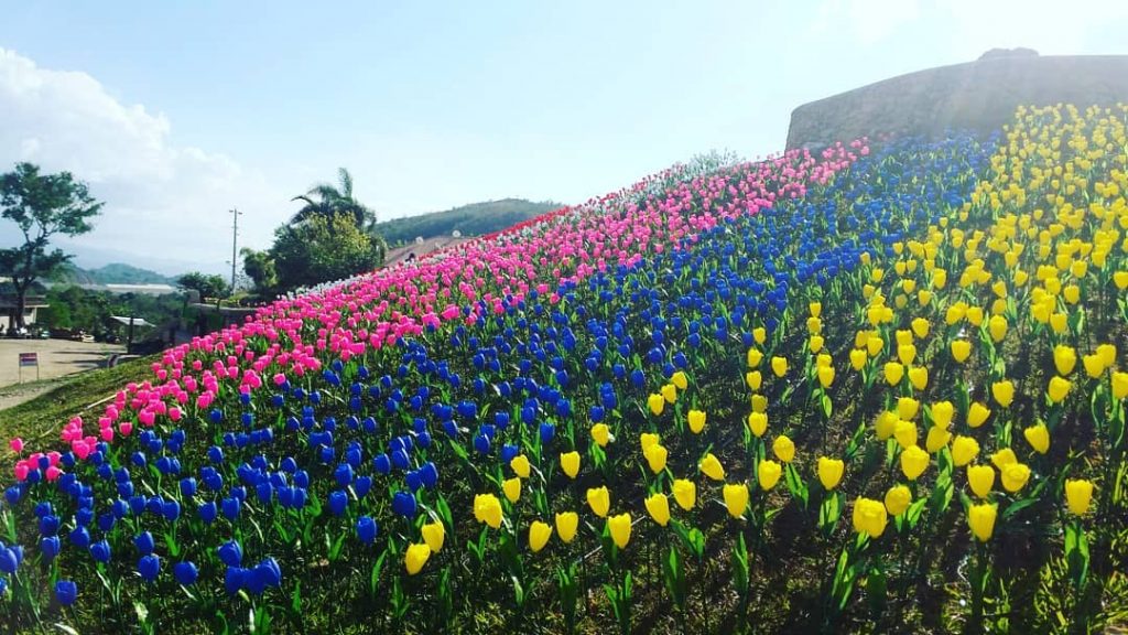 can we grow tulips in the philippines