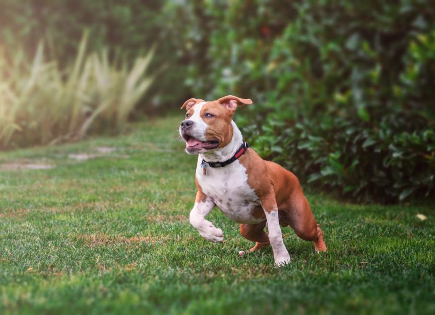 life span of american staffordshire terrier