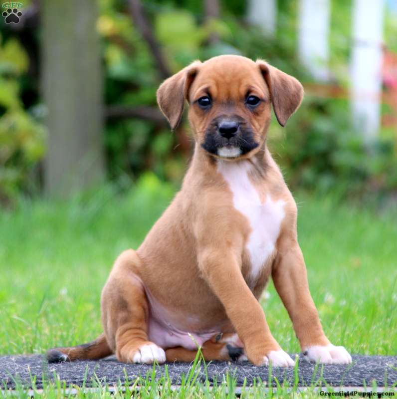 boxer hybrid dogs