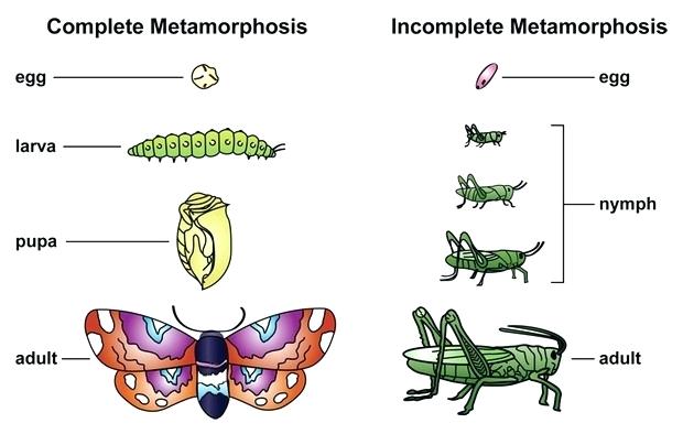 metamorphosis meaning in telugu