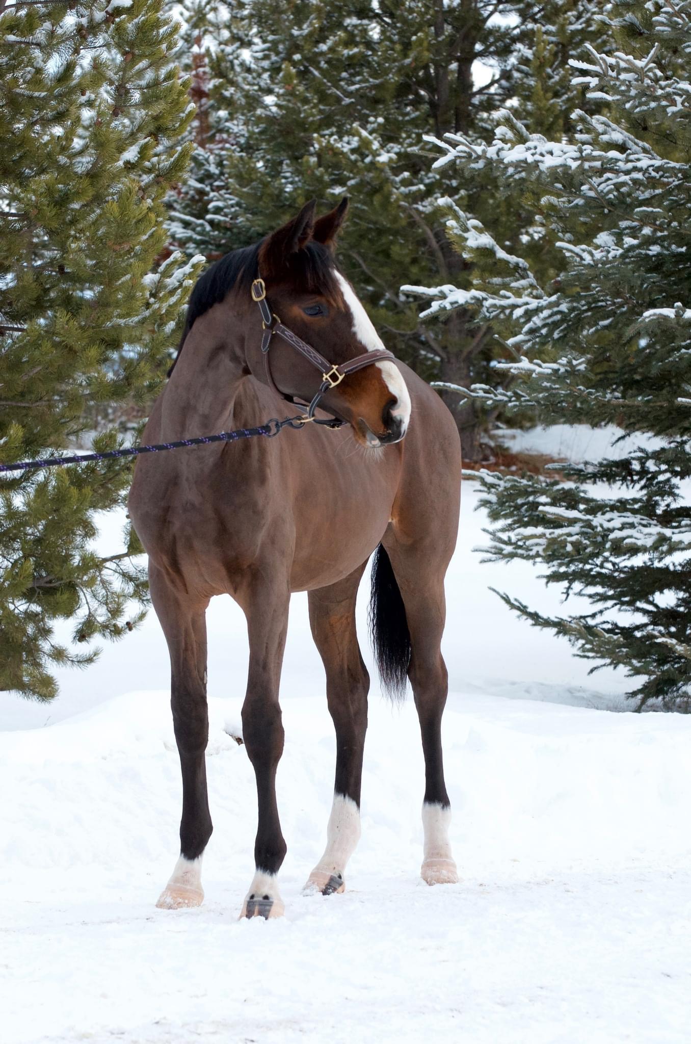 canadian warmblood sale