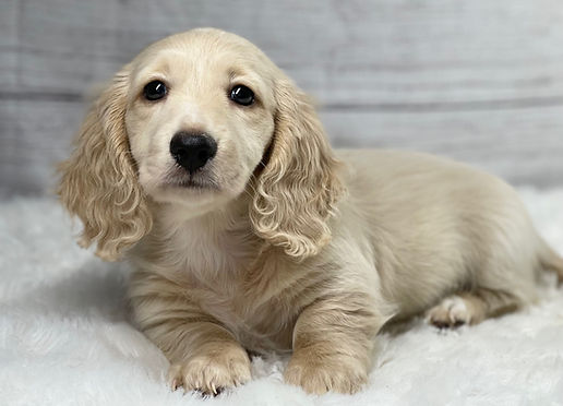 cream long haired dachshund puppies for sale