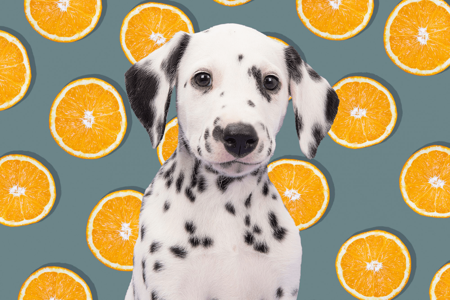 are dogs allowed tangerines