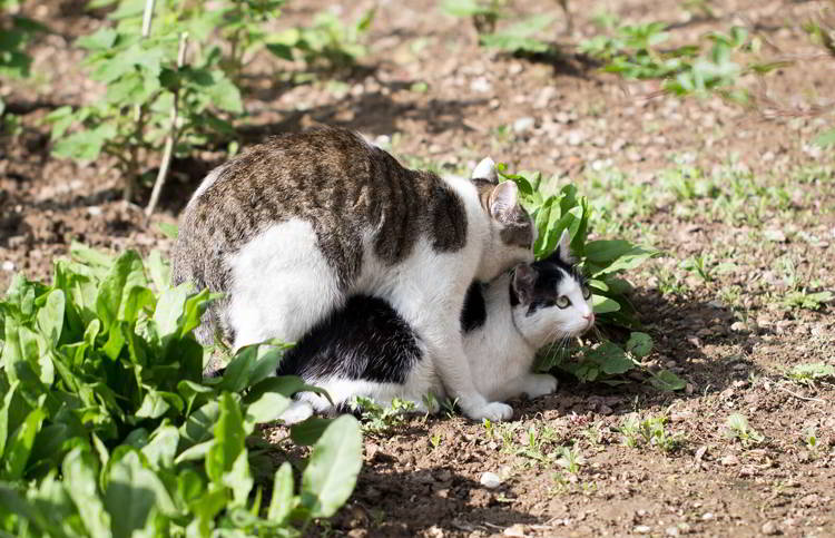 un gato esterilizado puede tener relaciones