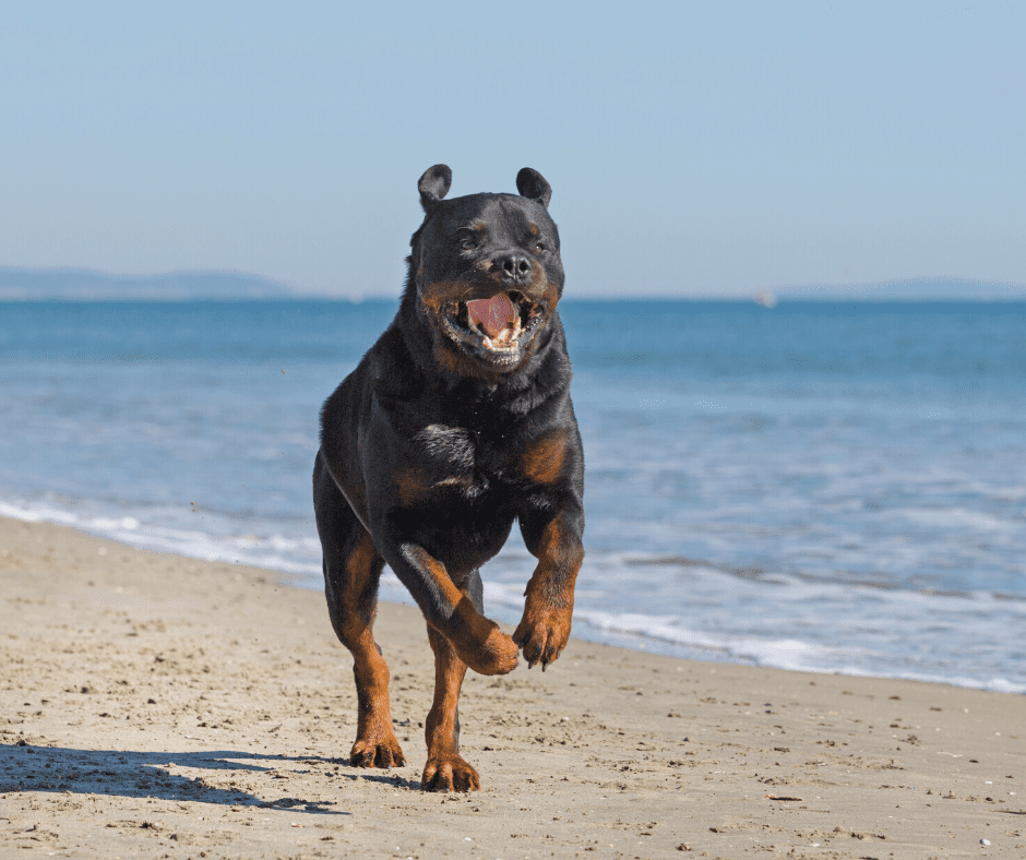 pit bull mixed with rottweiler