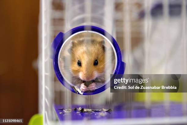 hamster tube hd