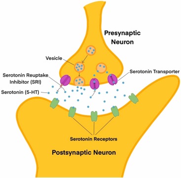 serotonin transporter