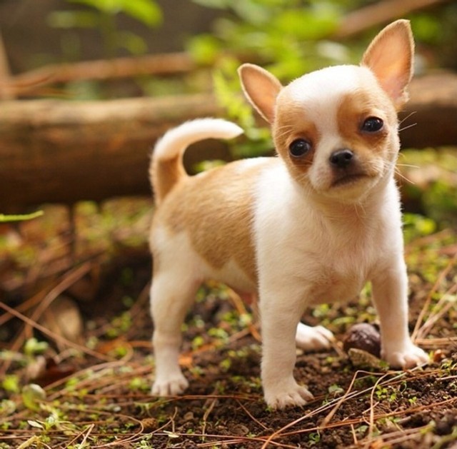 mini chihuahua