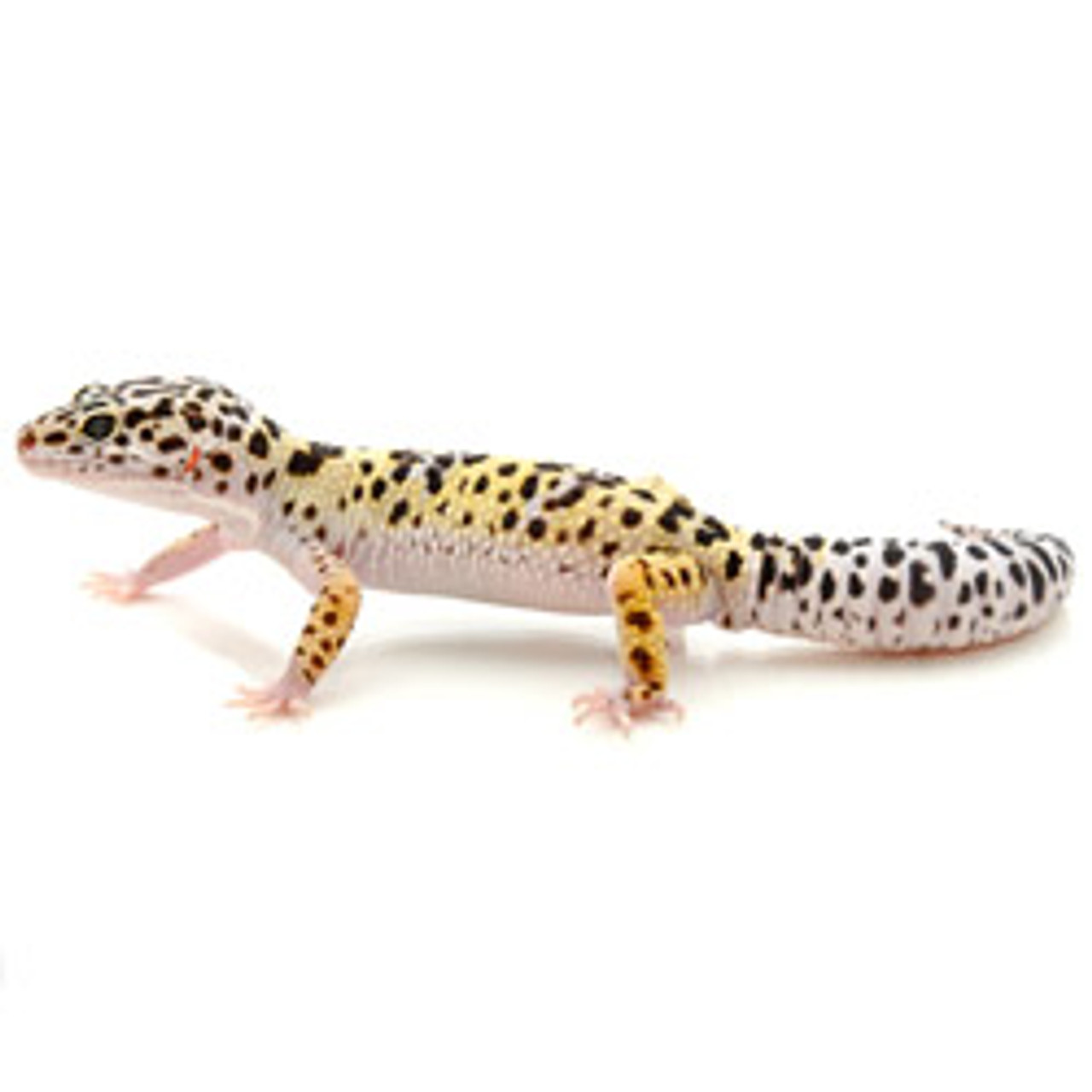 leopard gecko for sale