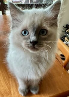 kittens for sale bendigo