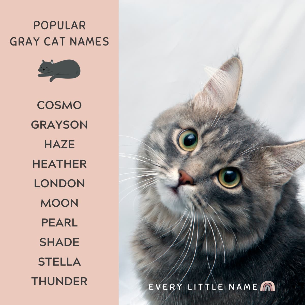 gray male cat names