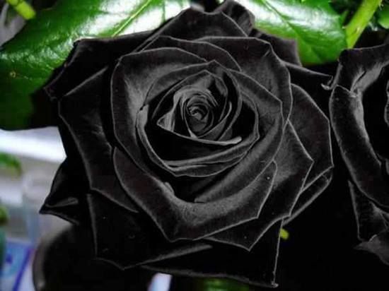halfeti rosas negras