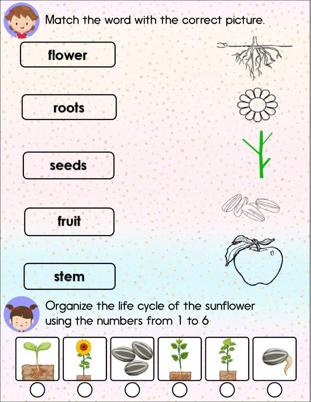 plants worksheet for grade 1