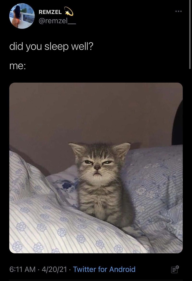 sleepy cat meme