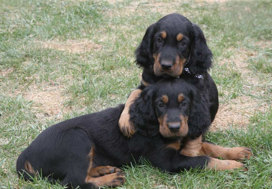 gordon setter puppies for sale uk