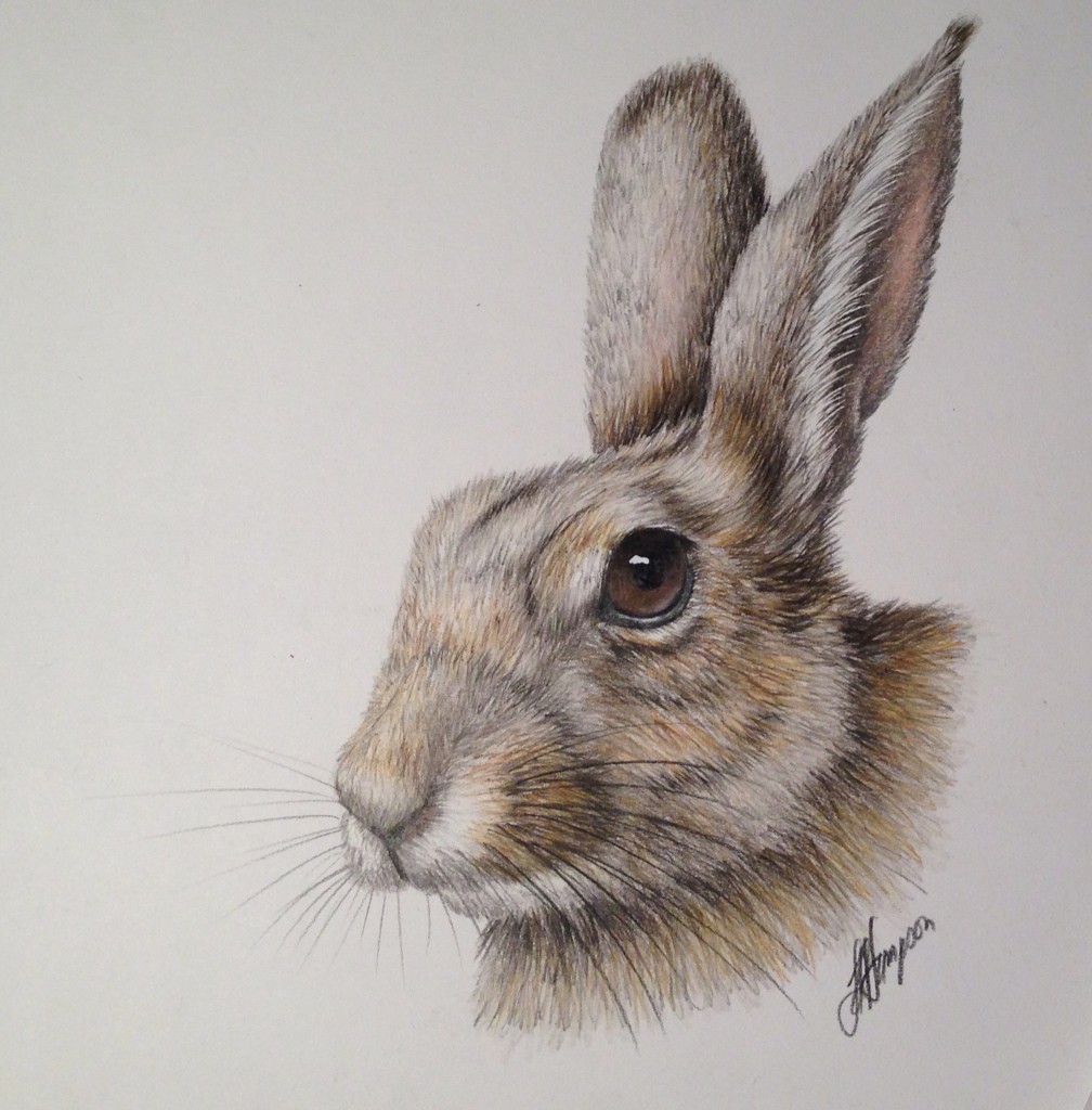 rabbit pencil drawing images