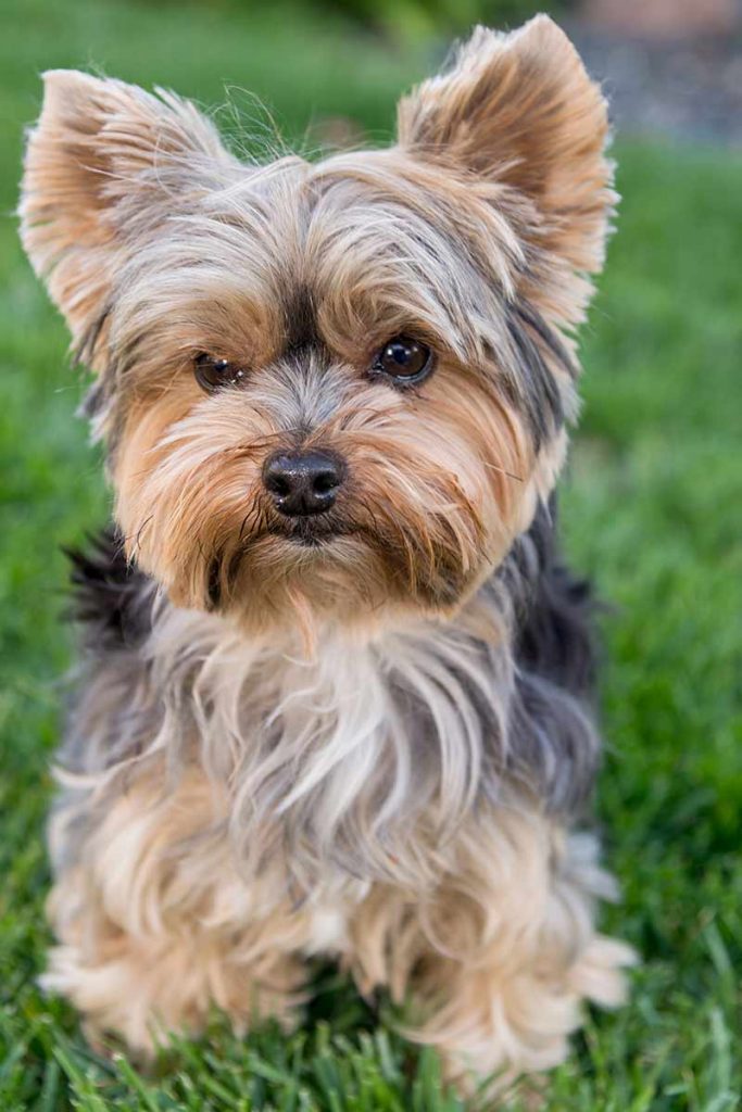 teacup yorkie