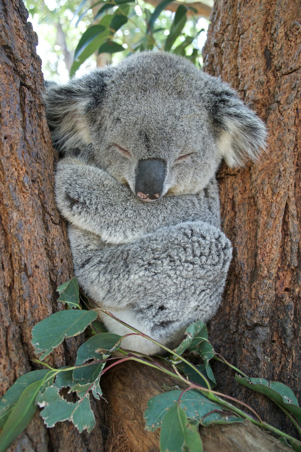 koala bear pics