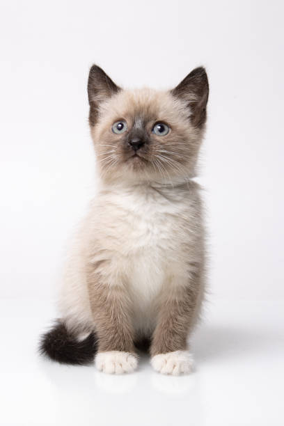 brown siamese kitten