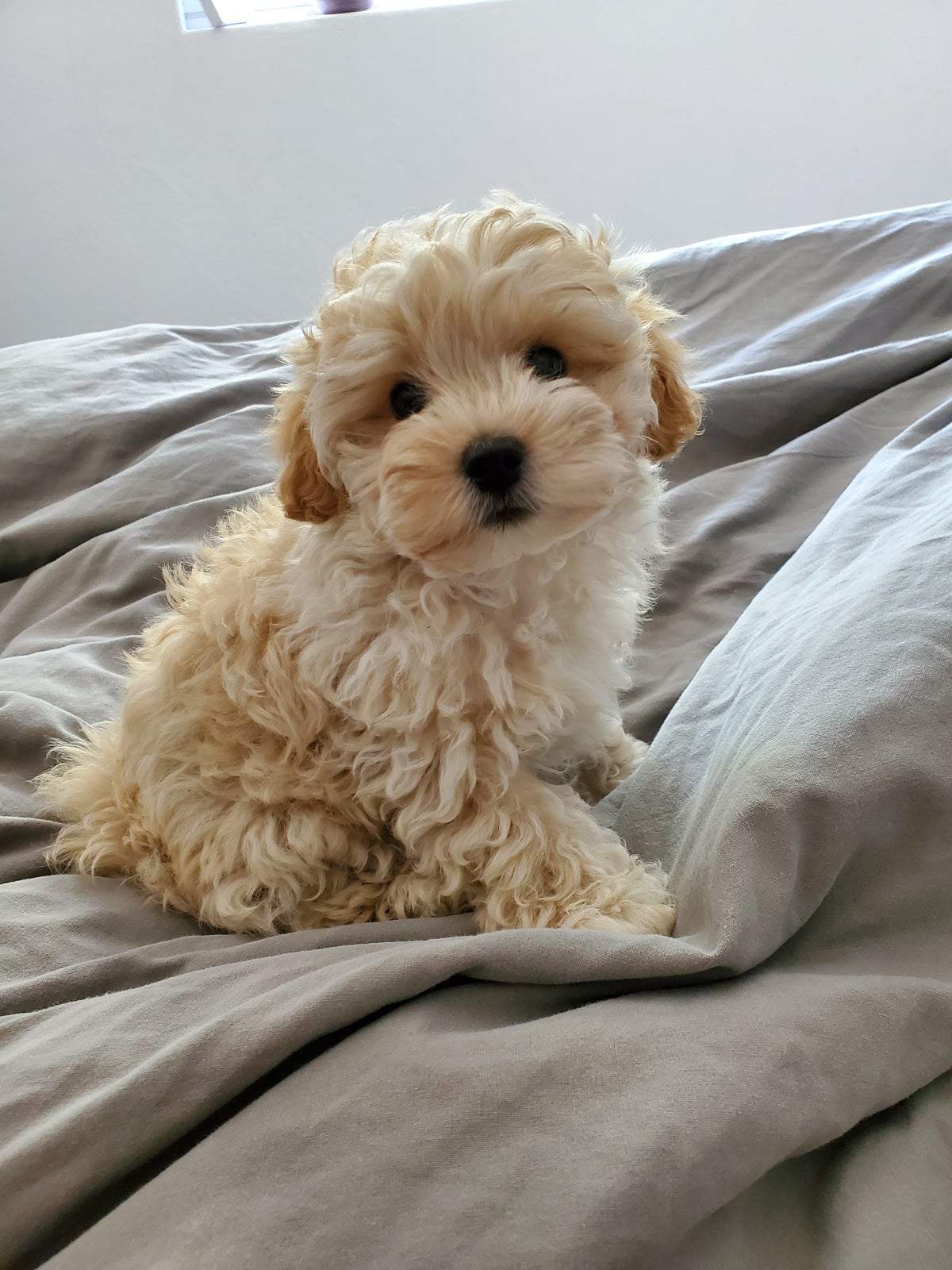 maltipoo danmark