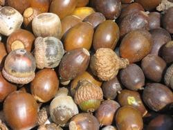 acorn meaning in marathi