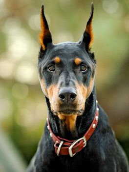 domain pinscher dog