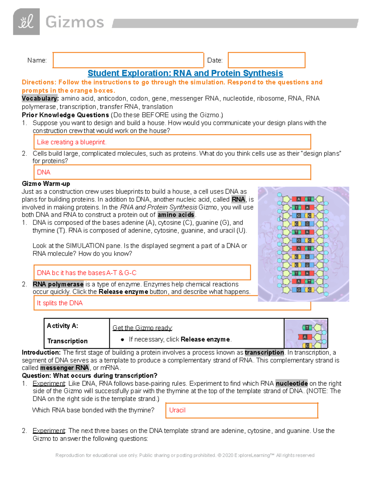 rna and protein synthesis gizmo answer key pdf