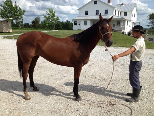 horses for sale near me craigslist