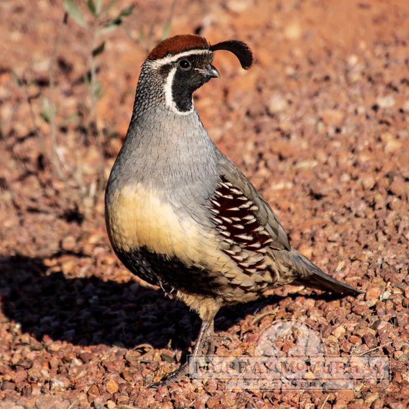 quail near me