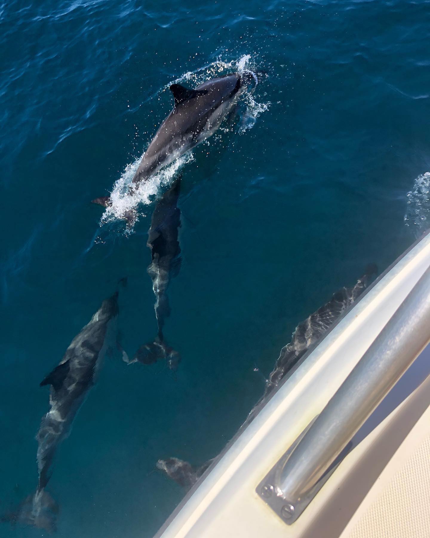 benalmadena dolphins