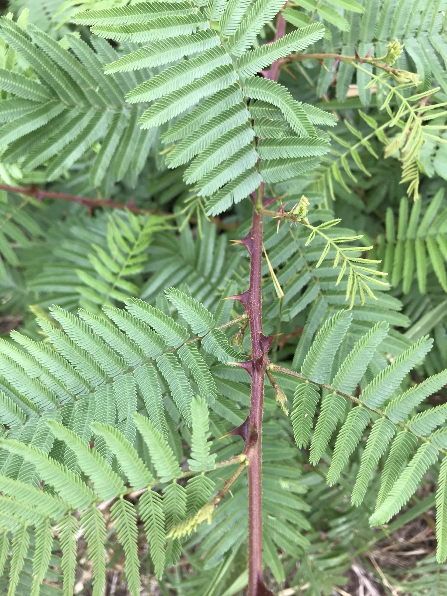 mimosa hostilis root bark canada