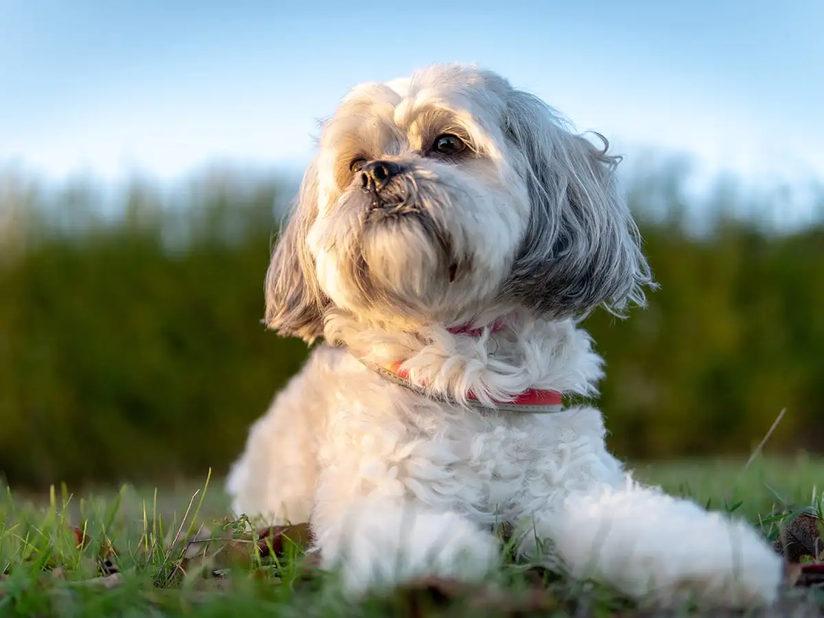 imperial shih tzu price