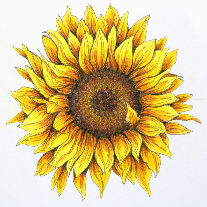 colored pencil drawings of sunflowers