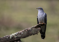 cuckoo pronunciation