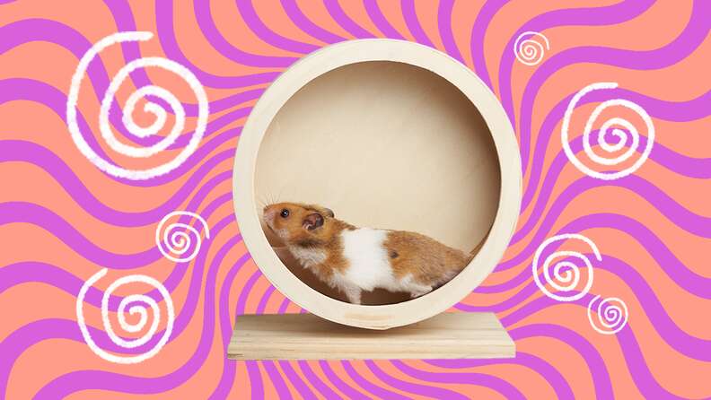 wheel for hamsters