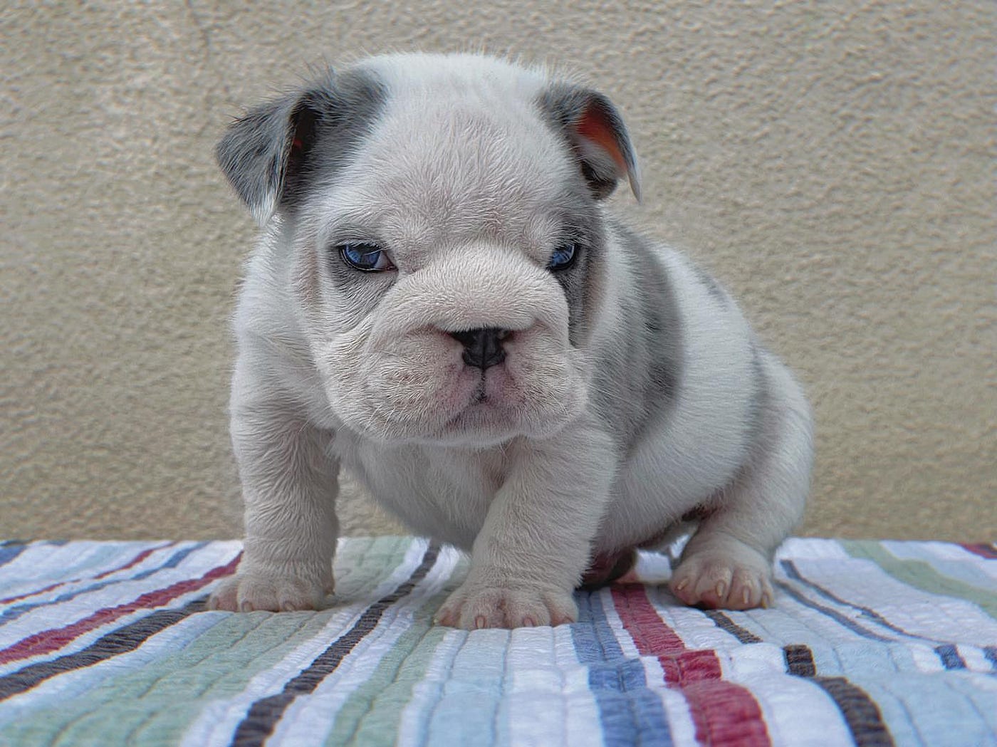 grey bulldog puppy