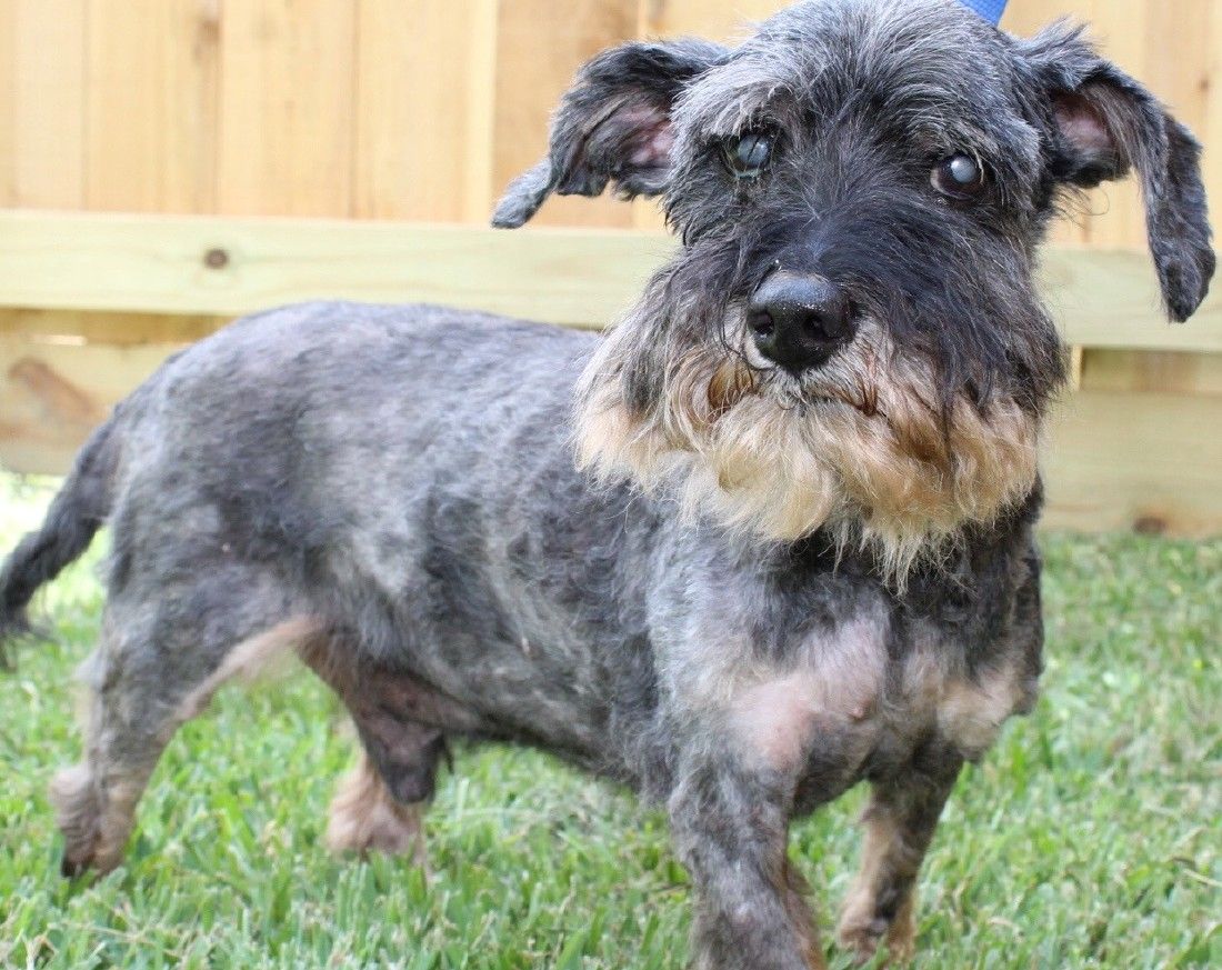 schnauzer texas