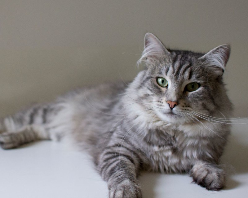 siberian forest cat vancouver