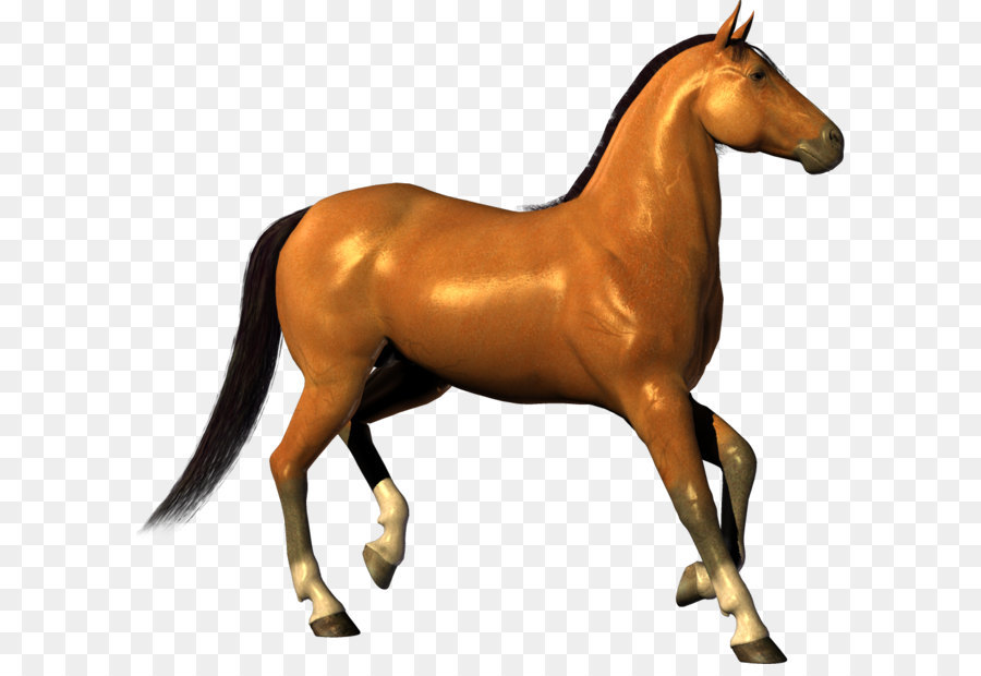 transparent horse png