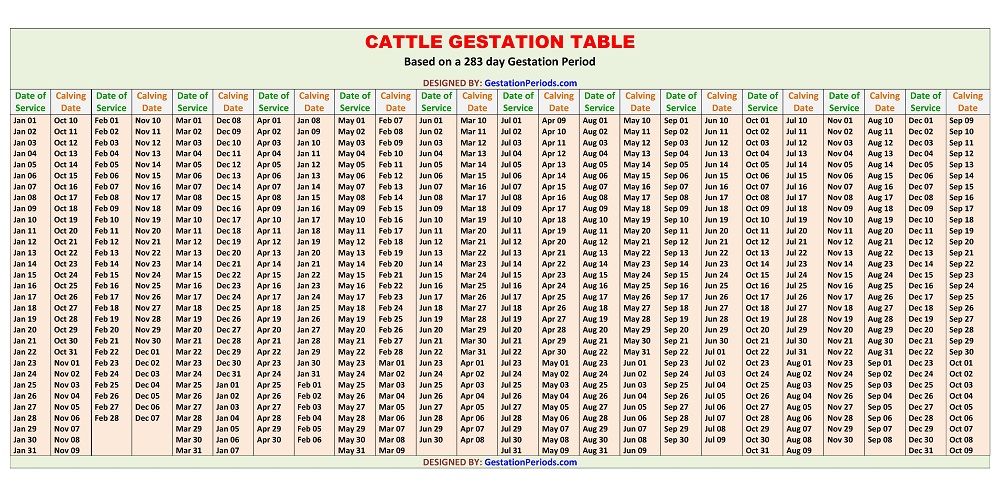 cow gestation period calculator